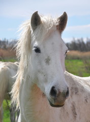 taureau et cheval de Camargue