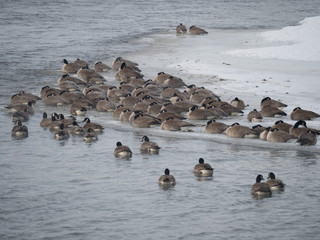 Wintering Canadian Geese resting on an icy and snowy riverbank or floating in choppy water. 