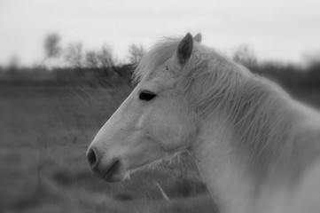 taureau et cheval de Camargue