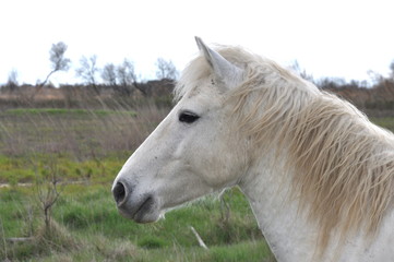 Obraz na płótnie Canvas taureau et cheval de Camargue