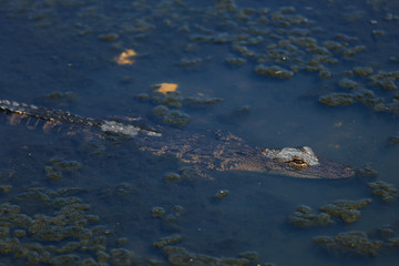 alligator in the swamp