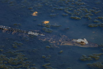 alligator in the swamp