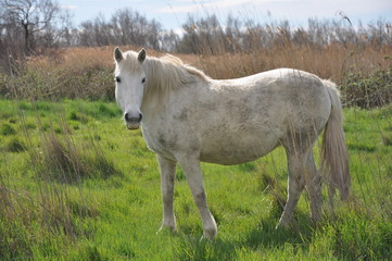 Obraz na płótnie Canvas taureau et cheval de Camargue