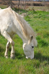 taureau et cheval de Camargue