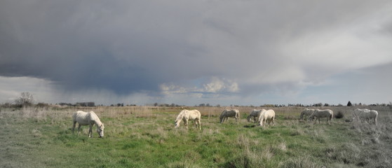 taureau et cheval de Camargue