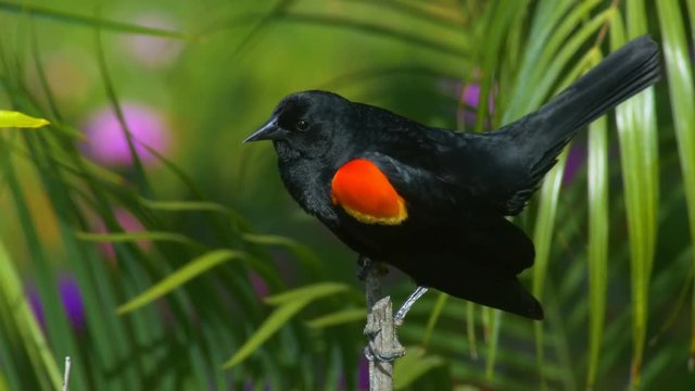 Tricolored Black Bird Two Shots