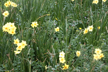 saison des jonquilles