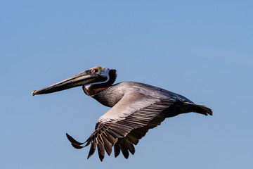 Brown Pelican in flight