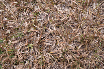 Nature Brown grass top view background