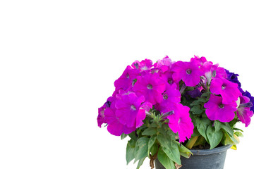Isolate Purple flowers in bright colors on a white background