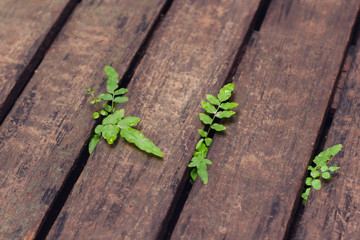 fern growing in the wood