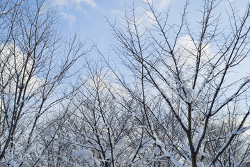 冬　木　雪　空　雲　素材