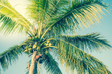 Fototapeta na wymiar Tropical coconut trees are large and beautiful