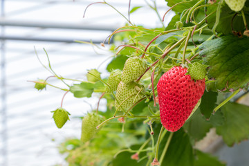 伊豆の国市のいちご栽培・出荷