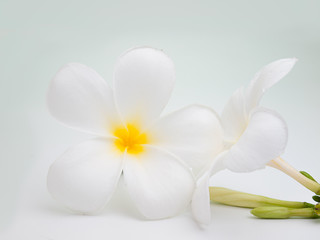 flowers frangipani (plumeria)