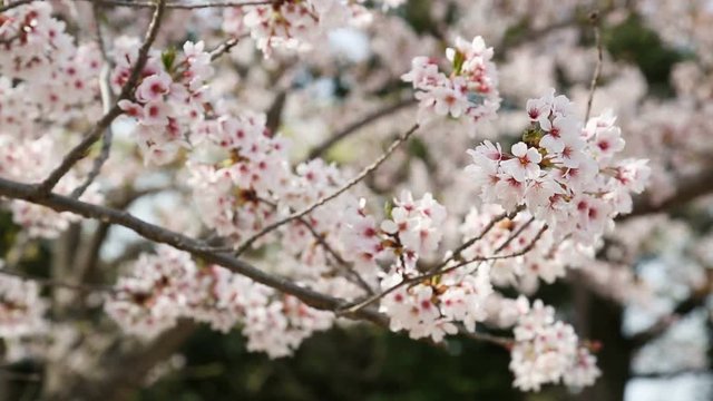 桜の木固定撮影