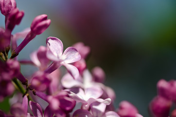 Delicate Lilac Blossoms Blooming in Early Spring
