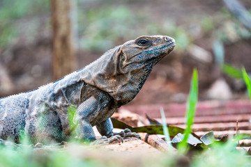 Iguana