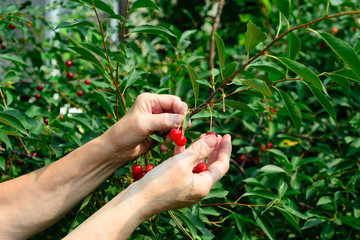 hands of an elderly white caucasian woman picking a cherry harvest