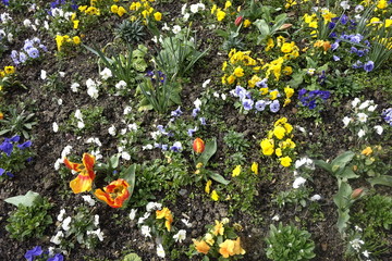 massif floral