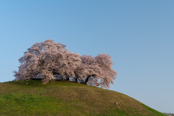 【埼玉】さきたま古墳の桜