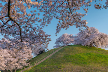 【埼玉】さきたま古墳の桜