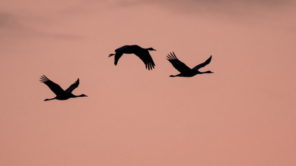 Three Migrating Eurasian Cranes against pink sky