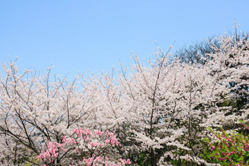 桜