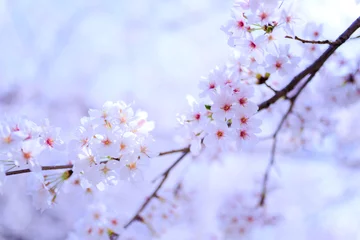 Stickers pour porte Fleur de cerisier 桜