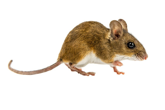 Curious Walking Field Mouse on white background