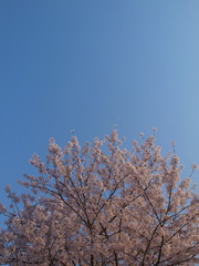 cherry blossom tree top vertical image