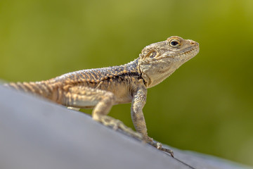Sling-tailed Agama climbing looking up