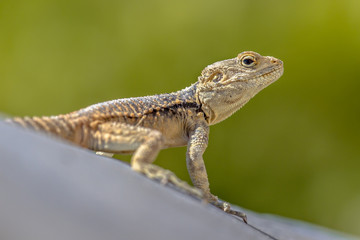 Sling-tailed Agama climbing looking up