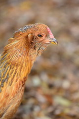 Ameraucana Hen