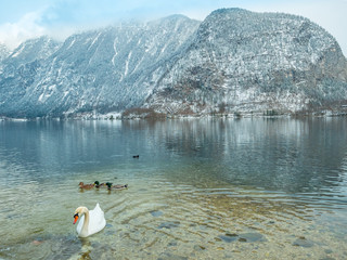 Landscape lake  Swan, duck bird Hallstatt in Austria winter season snow Mountain. Wildlife, nature, environment concept