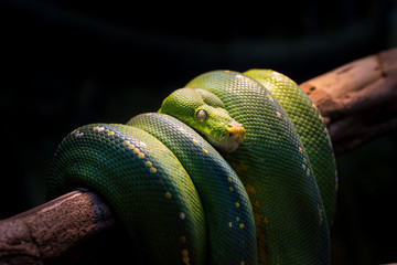 Green Tree Python
