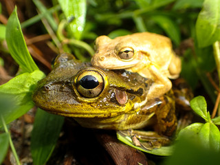 Tree Frog Carry