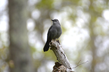 catbird perched on a dead tree in the marsh