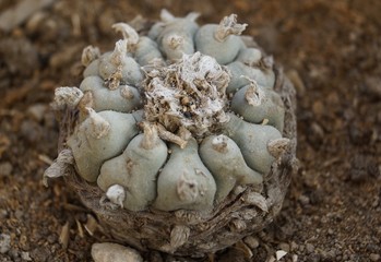 Peyote