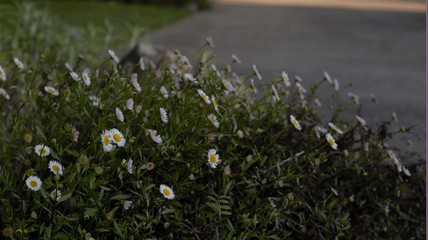 Little Flowers