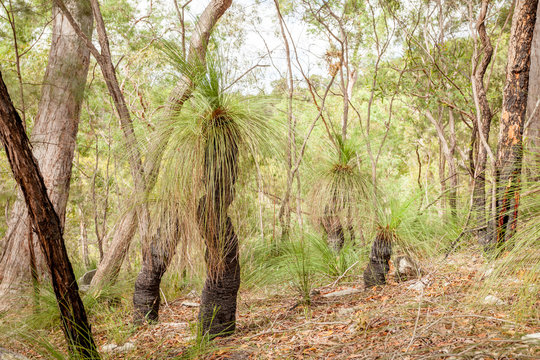 Black Boy Grass Tree Xanthorrhoea