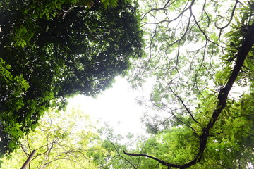 Tree leaf and branch from bottom view