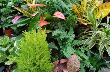 Obraz premium Ferns and Other Colorful Plants, Close Up, Backgrounds, Environmental, Clean Air, Gardening