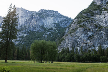 Meadow in Yosemite