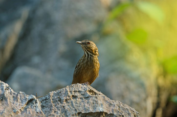 Limestone wren-babbler, Rufous Limestone-babbler