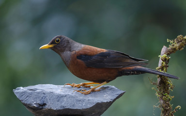 Chestnut thrush (Turdus rubrocanus) bird