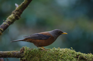 Chestnut thrush (Turdus rubrocanus) bird
