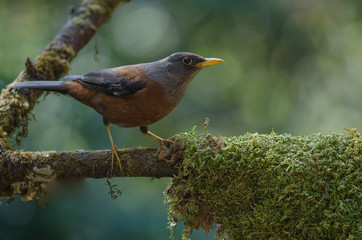 Chestnut thrush (Turdus rubrocanus) bird