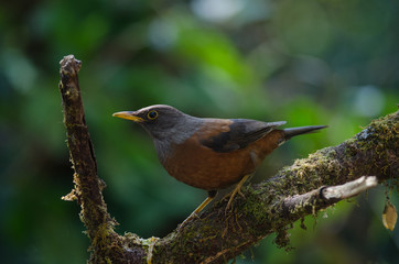 Chestnut thrush (Turdus rubrocanus) bird