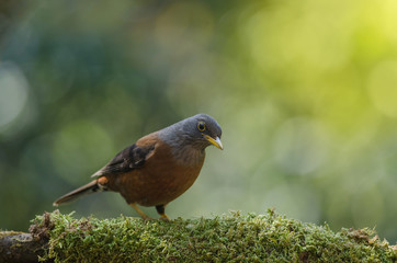 Chestnut thrush (Turdus rubrocanus) bird